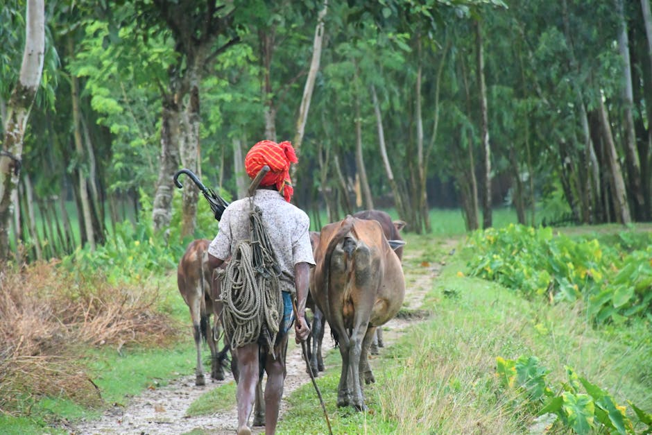 person walking on path