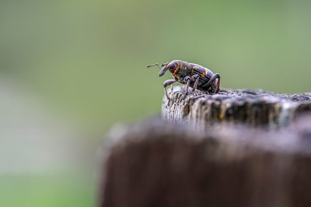 API anomaly detection