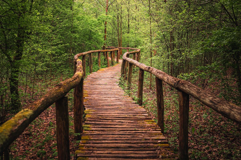 future path forward